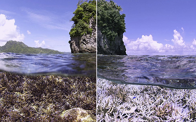 5 Netflix-Dokumentationen über Nachhaltigkeit - Chasing Coral
