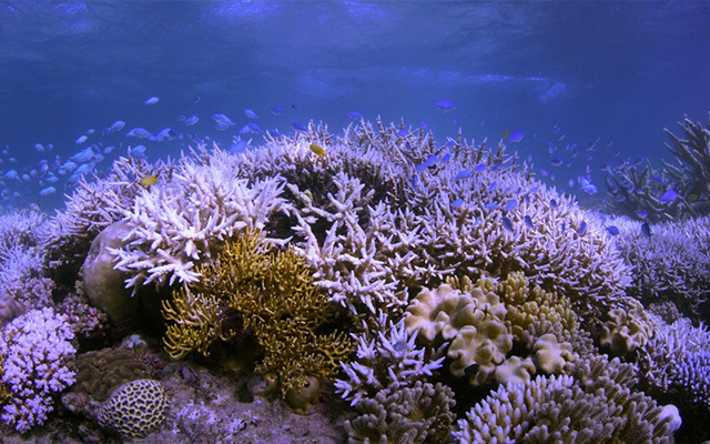5 Netflix-Dokumentationen über Nachhaltigkeit - Chasing Coral
