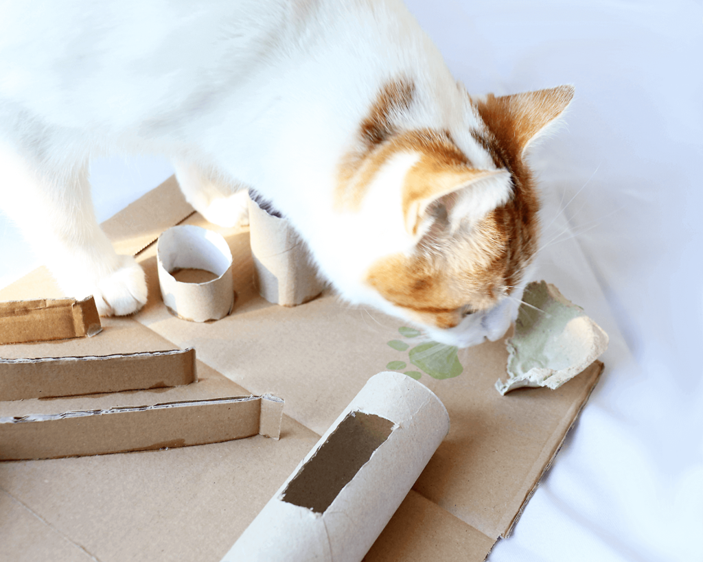 DIY Katzenspielzeug aus Pappe