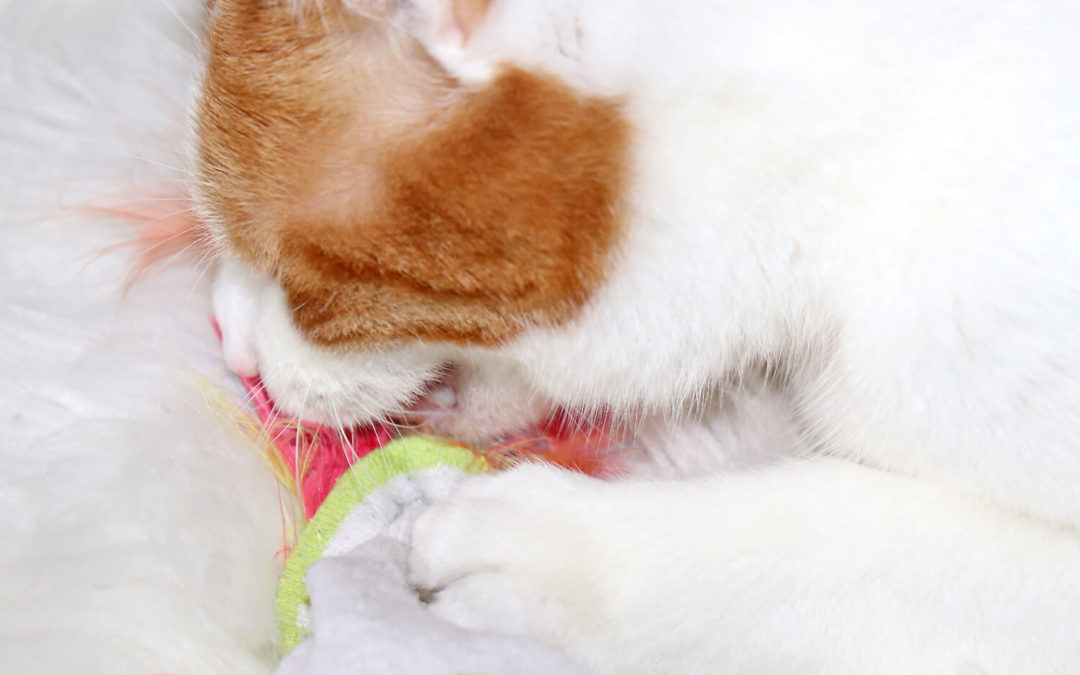 Upcycling Idee: DIY Katzenspielzeug aus Socken