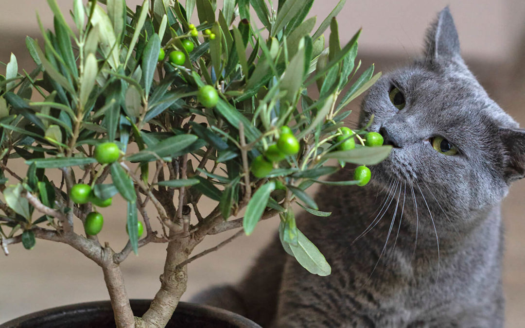 Diese Pflanzen sind giftig für Katzen!