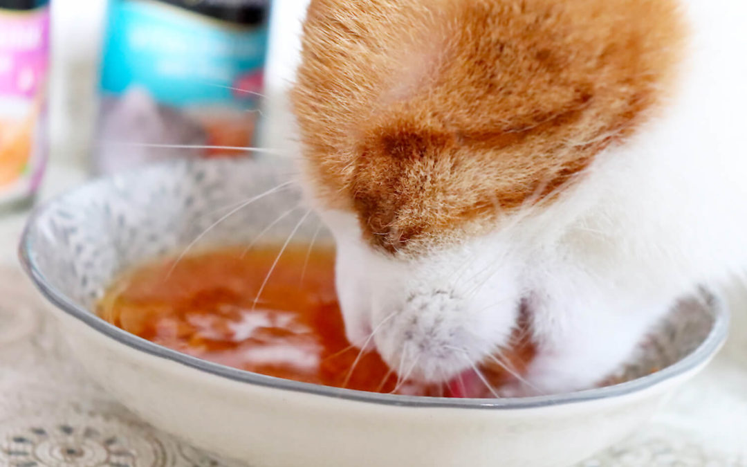 3 Tipps, damit deine Katze genug trinkt: Katzendrink und Co.!