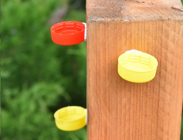 DIY Wasserstelle für Bienen